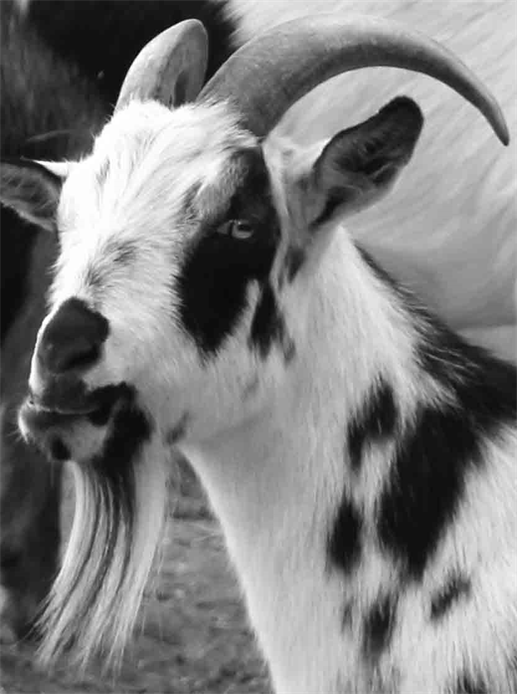 Jester King Goats Farm