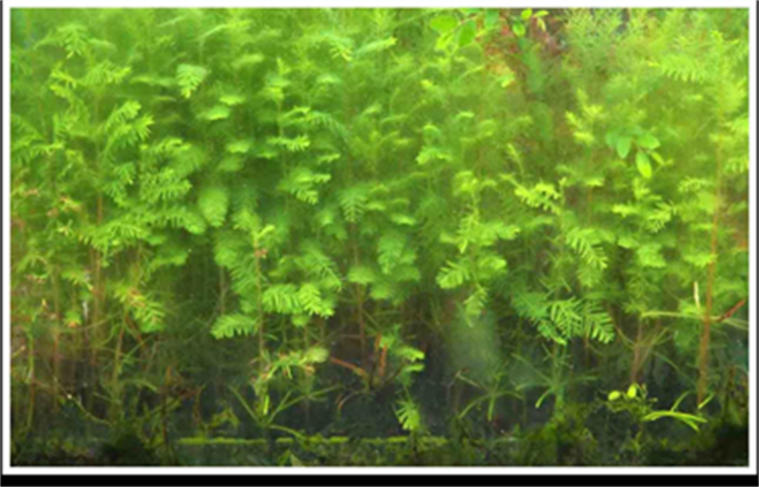 Living Wall Self Sustained
Austin Texas Vertical Walls